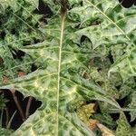 Acanthus montanus Leaf