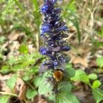 Ajuga genevensisFloro