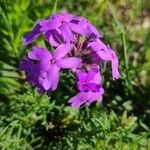 Glandularia tenera Flower