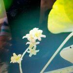 Dioscorea communis Квітка