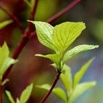 Cornus alba برگ