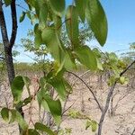 Colophospermum mopane পাতা