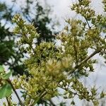 Lawsonia inermis Blomma