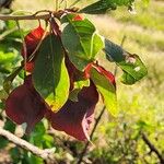 Terminalia prunioides Leaf