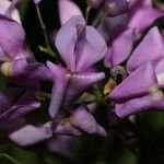 Lonchocarpus schiedeanus Blüte
