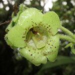 Kohleria tigridia Flower