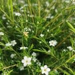 Diosma hirsuta 葉