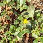 Portulaca oleracea Hábito