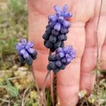 Muscari neglectumFlower