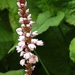 Bistorta amplexicaulis Floare