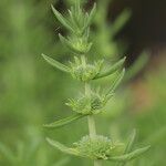 Mentha cervina برگ