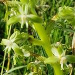 Habenaria humilior Flor