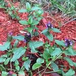Prunella vulgaris Cvet