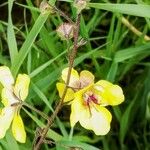 Verbascum blattaria Pokrój