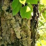 Betula davurica Bark