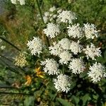 Heracleum sphondylium Flor