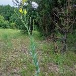 Linaria genistifolia Лист