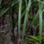 Liatris squarrosa Lehti