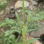 Salvia subincisa Хабит