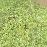 Azolla filiculoidesപുഷ്പം