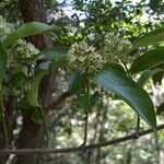 Forsteronia spicata