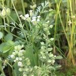 Torilis leptophylla Fruto