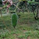 Diplocyclos palmatus Fruit