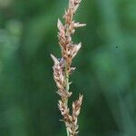 Carex appropinquata Fruto