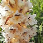 Orobanche crenata Blüte