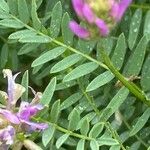 Astragalus onobrychis Deilen