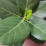 Ficus benghalensis পাতা