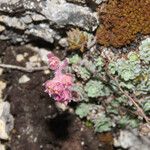 Saxifraga porophylla Floro