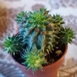 Euphorbia susannae Feuille