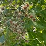 Clematis virginiana Fruit