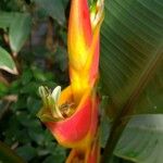 Heliconia bihai Λουλούδι
