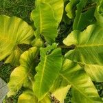 Philodendron melinonii Liść