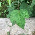 Hibiscus palustris Leaf