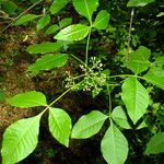 Ptelea trifoliata 葉