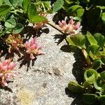 Trifolium thalii Flower