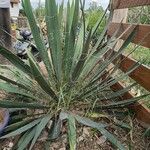 Yucca filamentosaLeaf