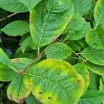 Syringa josikaea Leaf