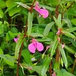 Impatiens minorFiore