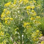 Tephroseris palustris Libunga
