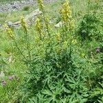 Aconitum lycoctonum Leaf