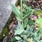 Silene coronaria Leaf