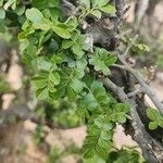 Haplocoelum foliolosum Leaf