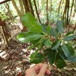 Ilex sebertii Habit