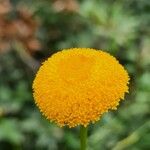 Leucanthemum virgatum 花