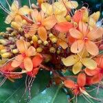 Saraca indica Flower