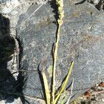 Tofieldia calyculata Leaf